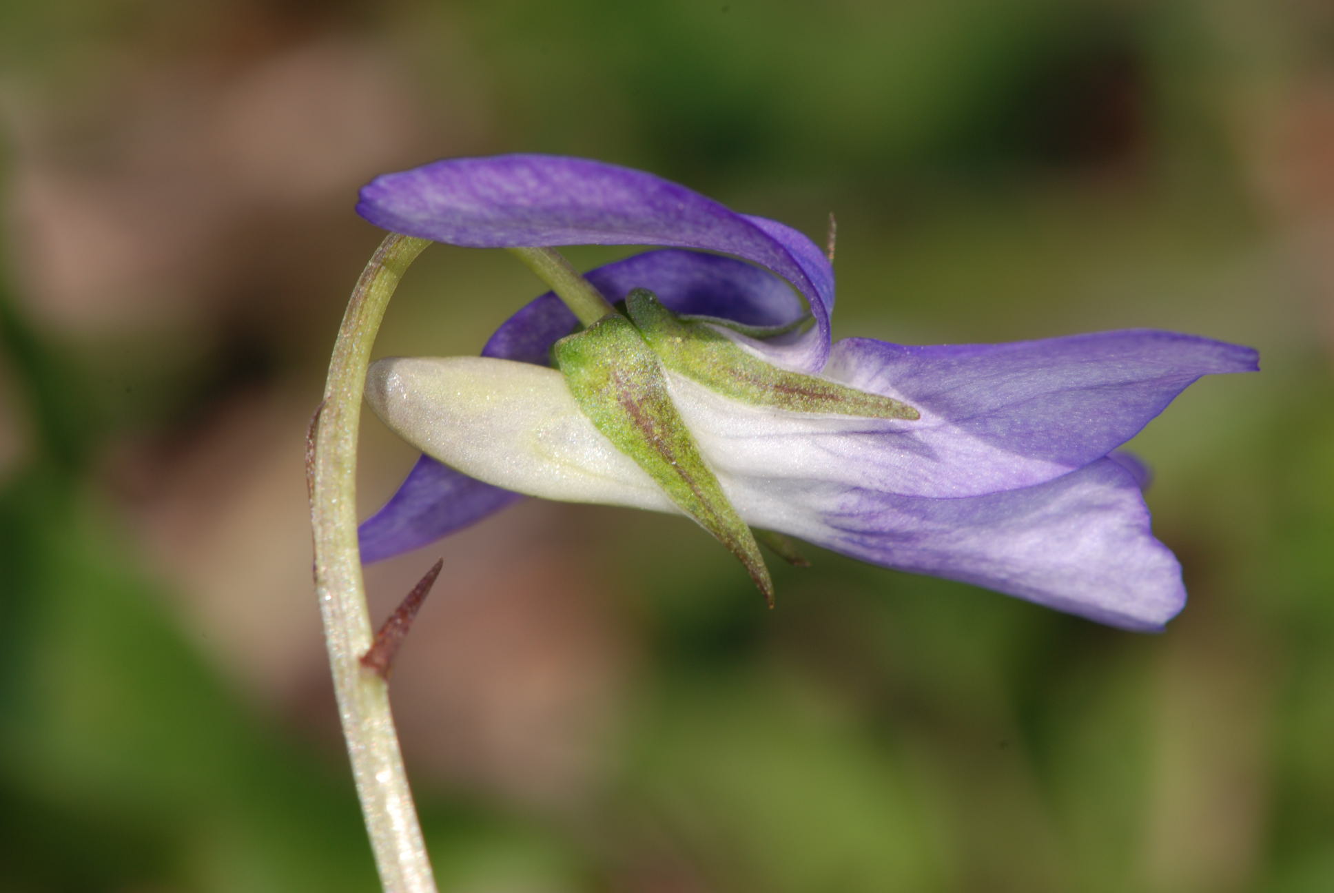 Viola riviniana